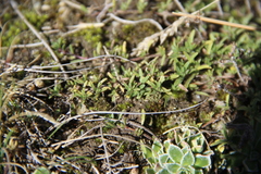 Thymus daghestanicus