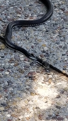 Masticophis taeniatus girardi
