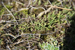 Thymus daghestanicus