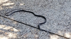 Masticophis taeniatus girardi