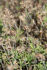 Thymus daghestanicus