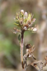 Thymus daghestanicus