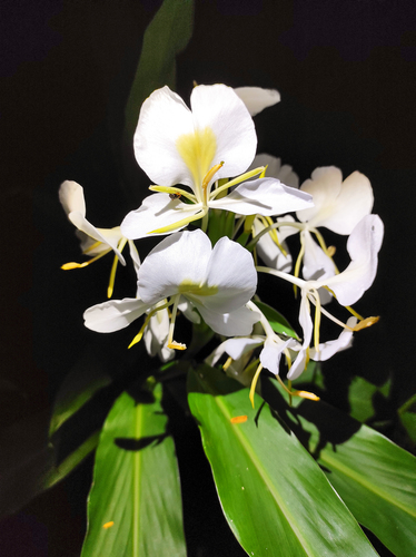 Gingembre papillon (Hedychium coronarium) — photo 3
