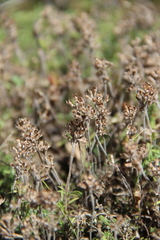 Thymus daghestanicus