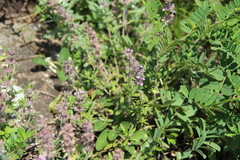 Thymus markhotensis
