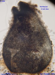 Schizothecium cervinum