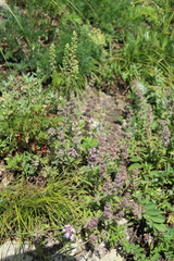 Thymus markhotensis