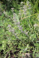 Thymus markhotensis