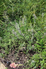 Thymus markhotensis