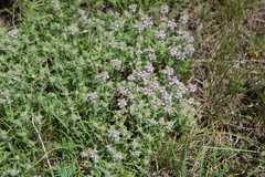 Thymus markhotensis