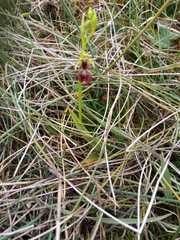 Ophrys insectifera insectifera