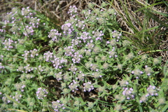 Thymus markhotensis
