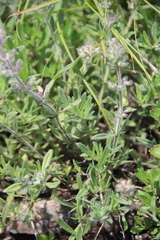 Thymus markhotensis