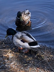 Anas platyrhynchos