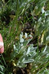 Carex serratodens