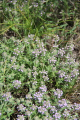 Thymus markhotensis