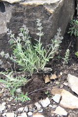 Thymus markhotensis
