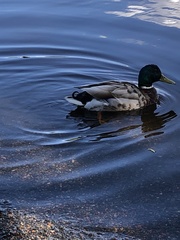 Anas platyrhynchos