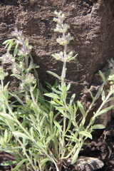 Thymus markhotensis
