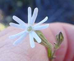 Silene aethiopica