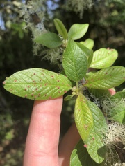 Eriophyes emarginatae