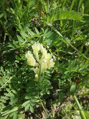 Astragalus fragrans