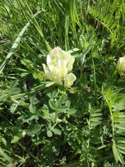 Astragalus fragrans