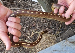 Lampropeltis californiae