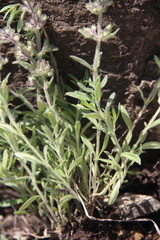 Thymus markhotensis