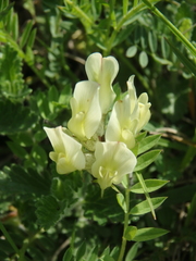 Astragalus fragrans