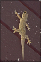 Hemidactylus platyurus