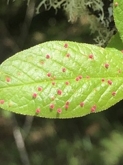 Eriophyes emarginatae