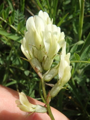 Astragalus fragrans