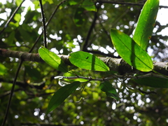 Anthurium longegeniculatum