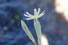 Silene aethiopica