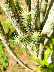 Tillandsia tricholepis