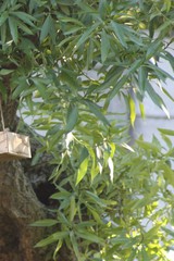 Myoporum tenuifolium
