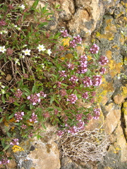 Thymus dimorphus