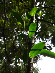 Anthurium longegeniculatum