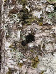 Collema subflaccidum