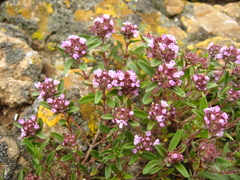 Thymus dimorphus