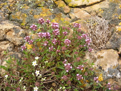 Thymus dimorphus
