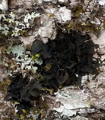 Collema subflaccidum