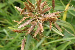 Cyperus intactus
