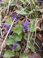 Viola odorata