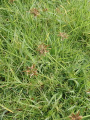 Cyperus intactus
