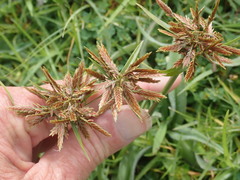 Cyperus intactus