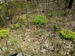 Anemonoides ranunculoides