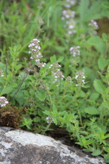 Thymus pannonicus