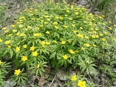 Anemonoides ranunculoides